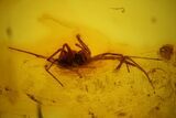 mm Spider (Araneae) & Three Flies In Baltic Amber #123378-5